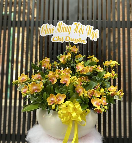 Hoa Lan Chúc Mừng 00048